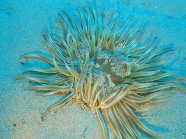  Flora marina mediterránea 